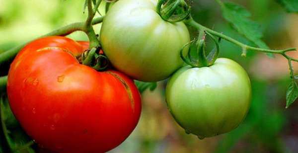 Характеристика и описание сорта томата гордость сибири