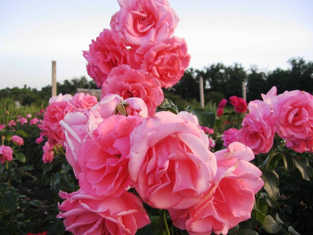 Плетистые розы — фото и названия 20 лучших сортов