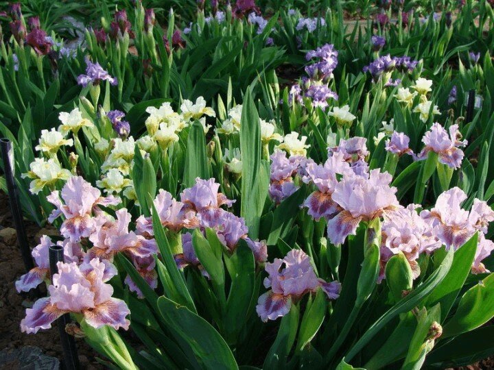 Как правильно подкармливать лилии весной и летом: лучшие удобрения и схемы их внесения