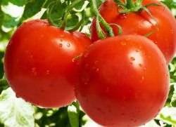 Метод от бабушки: как подкормить помидоры дрожжами в теплице