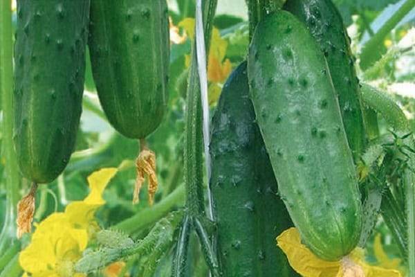 Превосходный урожай до сильных морозов — огурец салтан f1: полное описание сорта