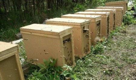 Пчелопакеты: формирование, отличие от пчелосемьи, виды, пересадка в улей