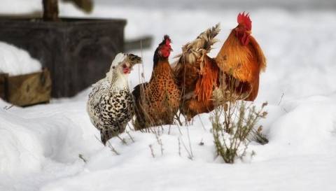 Подробно о содержании кур зимой в теплице, фото правильно обустроенных птичников, советы, как сделать курятник в теплице из поликарбоната