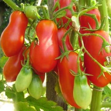 Идеально ровные и плотные плоды — томат король засолки xi f1: подробное описание