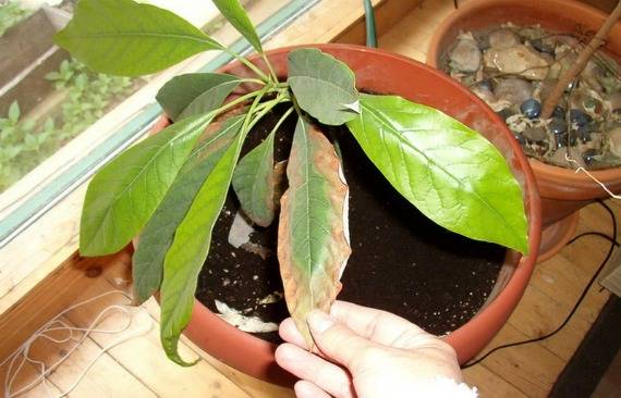 Почему на авокадо закручиваются листочки. сохнут листья у авокадо. то, что требует внимания