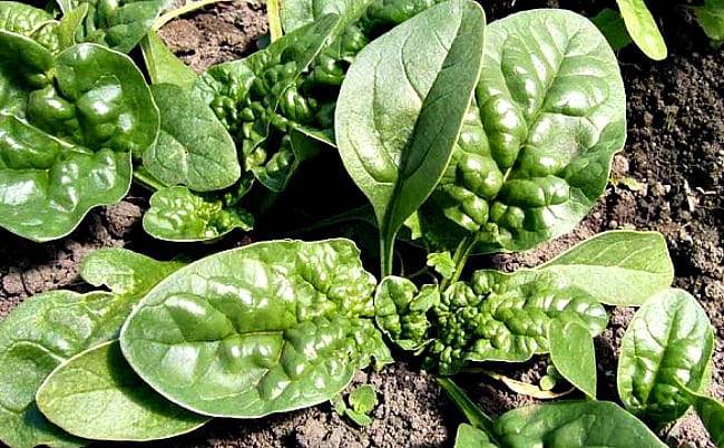 Выращивание и уход за шпинатом в открытом грунте: всё от посадки до сбора урожая