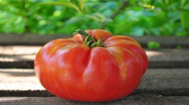 Сорт гордость сибири — гигантские томаты в вашем огороде