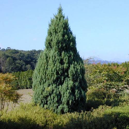 Можжевельник китайский стрикта (juniperus chinensis stricta)