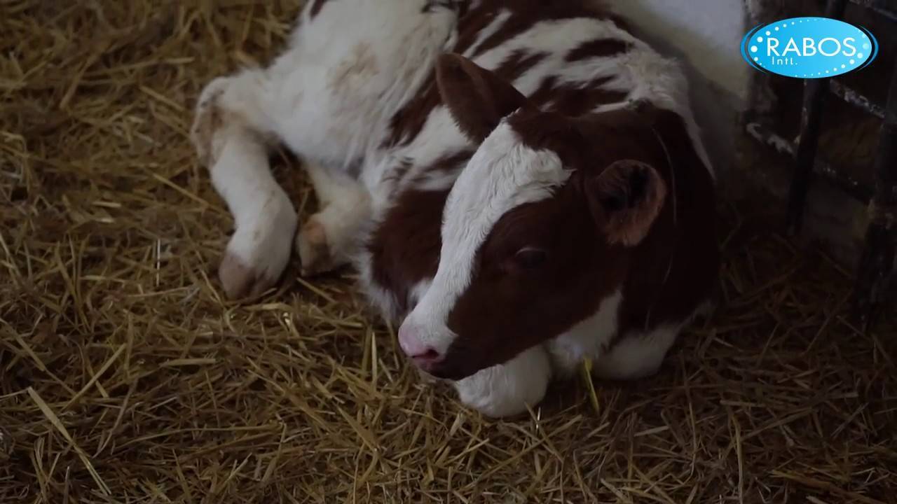 Способы лечения вшей у коров