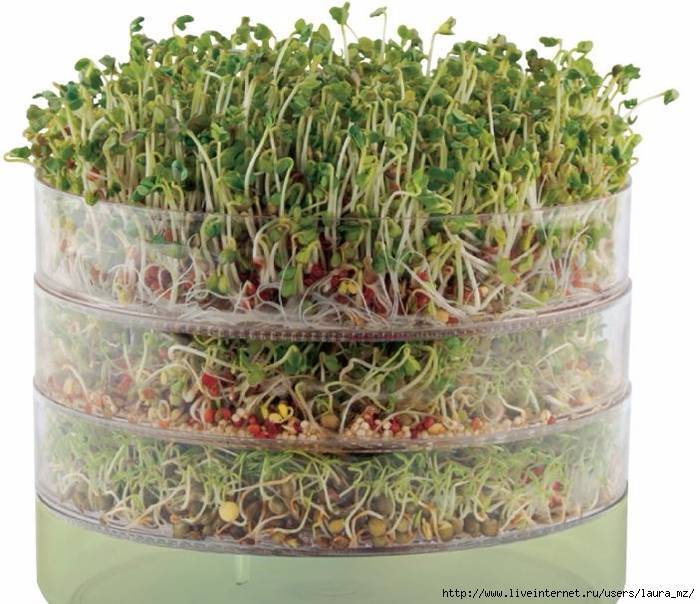 Как вырастить микрозелень гороха на гидропонике?