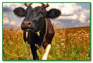 Отравление у коровы: первая симптомы и лечение - общая информация - 2020