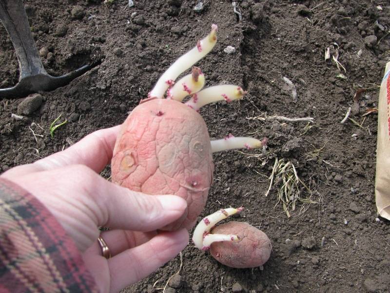 Как правильно сажать картофель, описание лучших способов посеять картошку