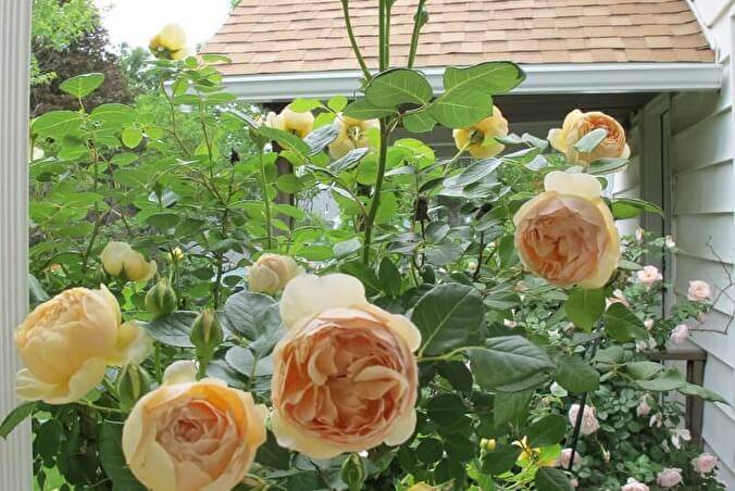 Английская парковая роза джуди де обскур: описание, фото, отзывы