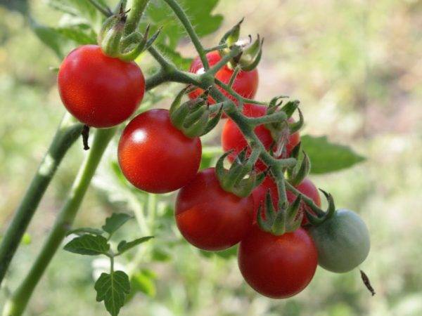 Лучший сорт для салатов и первых блюд — томат адамово яблоко: советы по выращиванию и описание