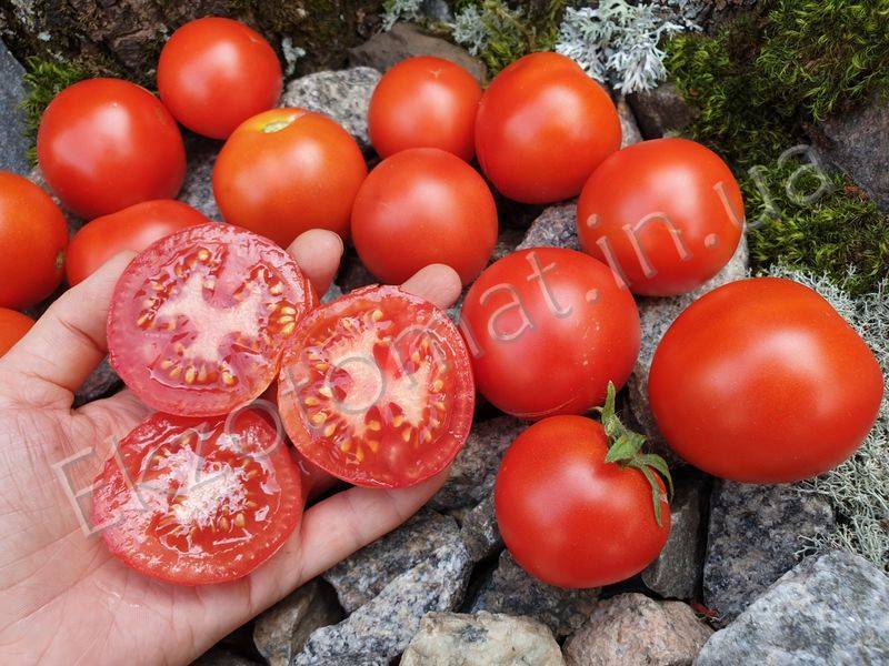 Сказка: описание сорта томата, характеристики помидоров, посев
