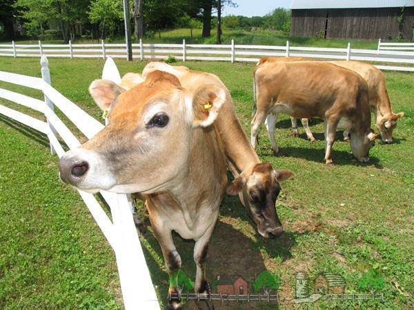 Кетоз у коров: симптомы, лечение, причины, признаки, и что это такое, как определить в домашних условиях, как избавиться народными средствами и иными методами?