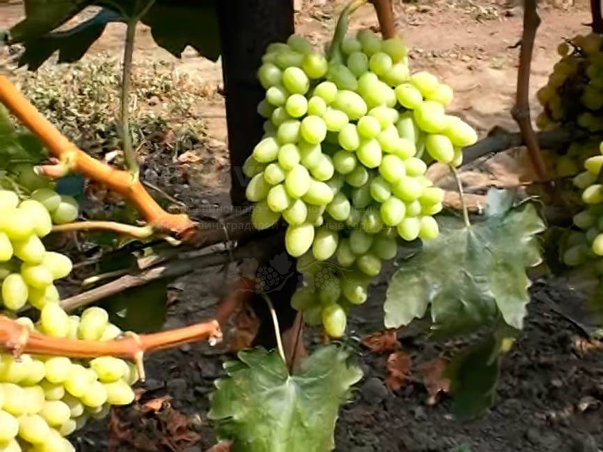 Виноград новое столетие (згту): описание сорта и фото, его характеристики и особенности выращивания