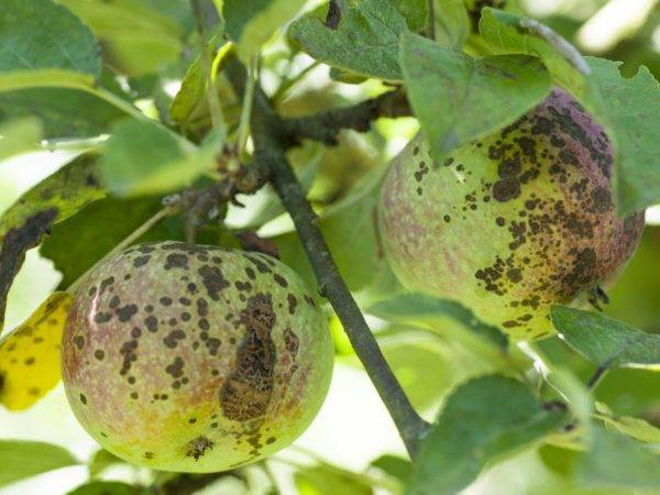 Как бороться с паршой на яблоне: обработка и лечение препаратами