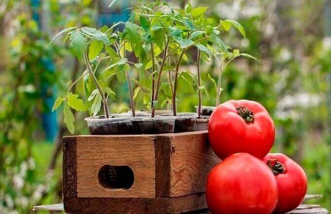 Выращивание помидоров на урале: какие сорта лучше сажать и как ухаживать?