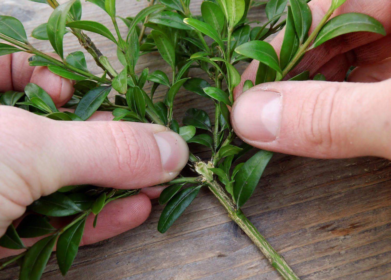 Растение самшит: посадка и уход в открытом грунте, фото, размножение и пересадка