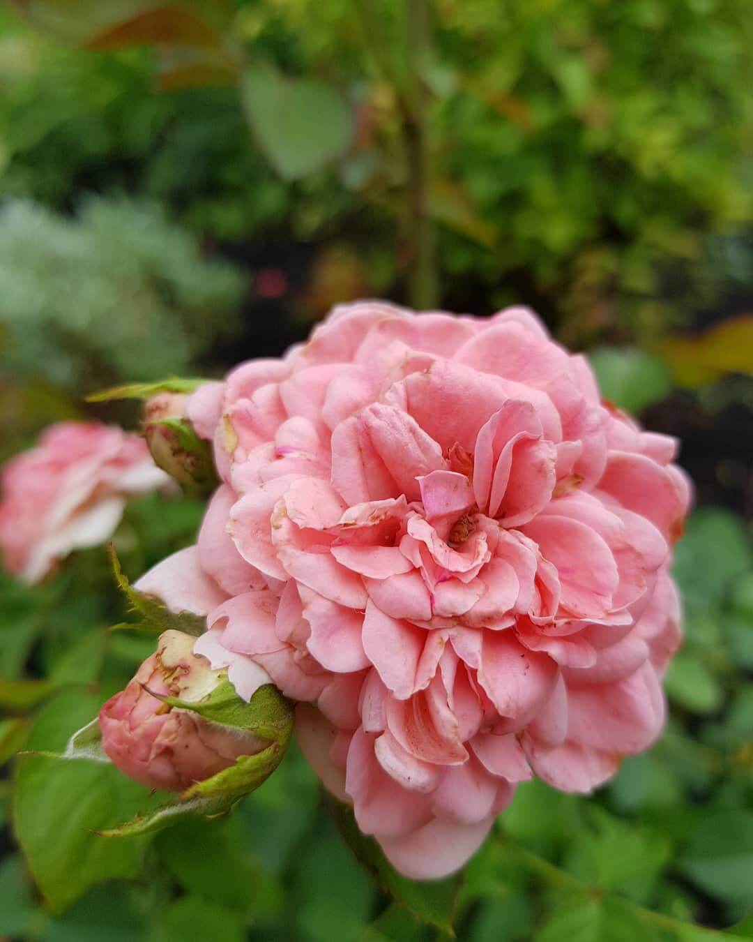 Роза флорибунда: популярные виды и сорта с описанием и фото, рекомендации по уходу и размножению в открытом грунте