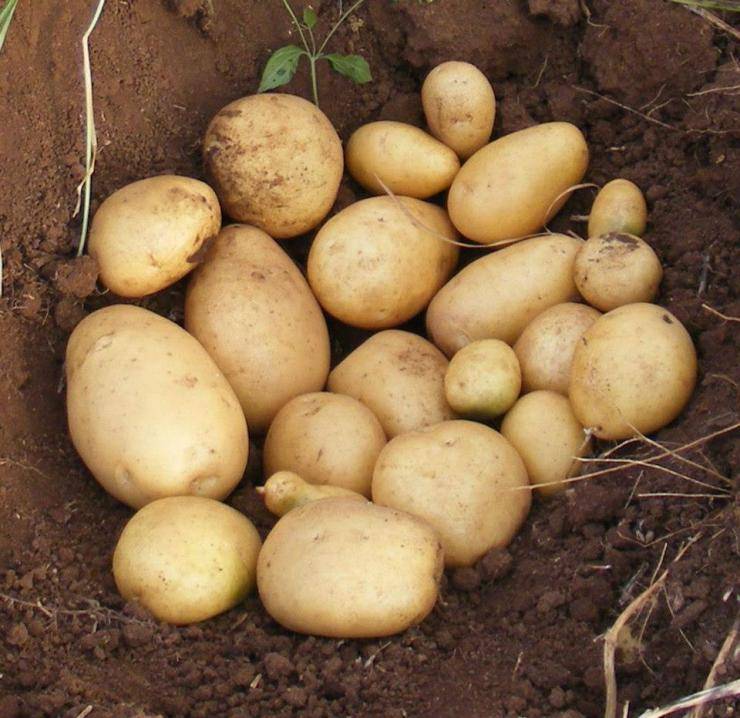 Какие сорта картофеля самые вкусные и урожайные для подмосковья