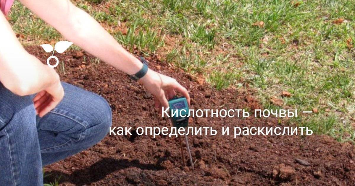Кислая почва как определить по сорнякам + фото