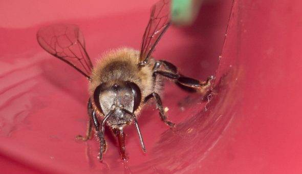 Правильное кормление пчел осенью