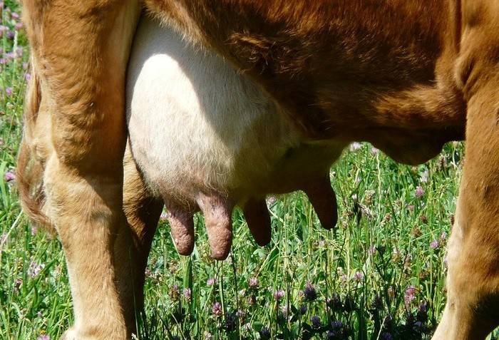 Когда корова начинает давать молоко и как раздоить ее после отела?