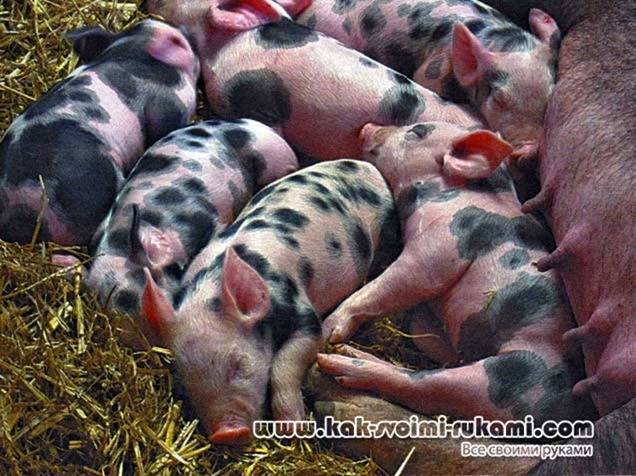 Свиньи породы пьетрен (24 фото): характеристика породы и особенности выращивания поросят