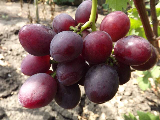 Виноград эверест: описание сорта, фото и отзывы садоводов