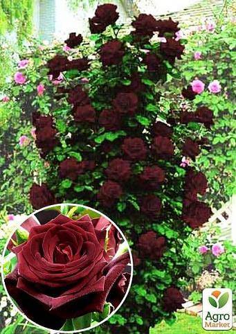 Ароматные розы кордеса — новинки серии parfumа