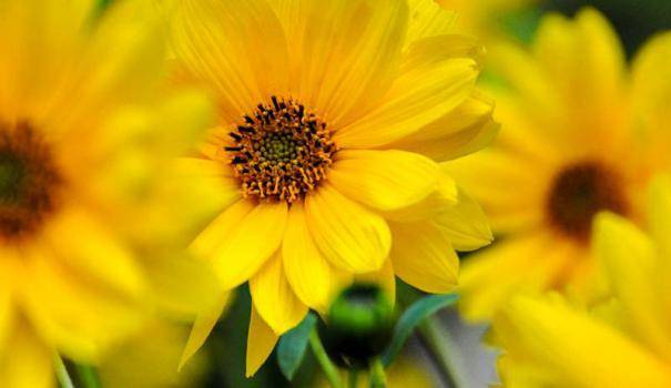 Обзор желтых многолетних цветов с фото