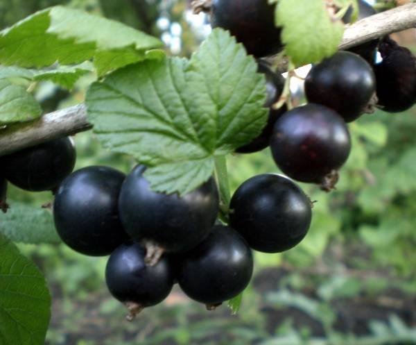 Ядрёна ягода — чёрная смородина ядрёная