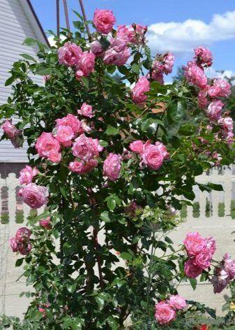 Плетистые розы цветущие все лето сорта зимостойкие | красивый дом и сад
