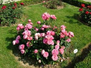 Как правильно сажать розы осенью в грунт с открытой корневой системой, когда можно