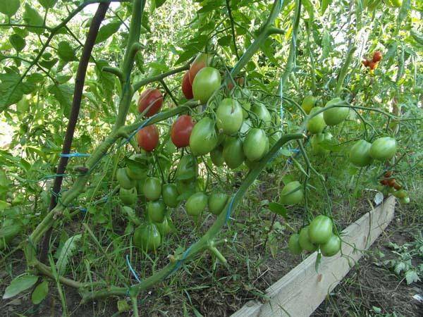 Чио-чио-сан: прекрасный сорт мелкоплодных помидоров