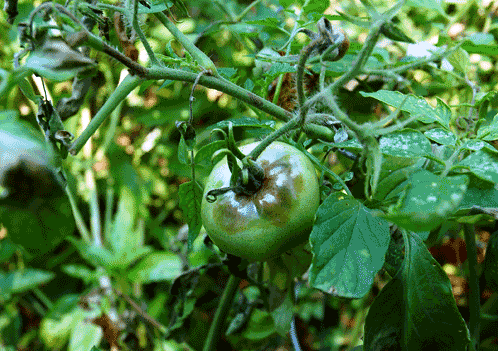 Чем обработать семена томатов перед посадкой от болезней: как защитить от фитофторы весной землю в открытом грунте, теплицу и помидоры перед посевом?