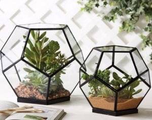 Флорариум в банке: тропический сад в твоей квартире