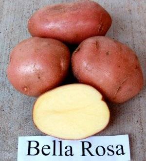 Картофель киви — описание и характеристика сорта
