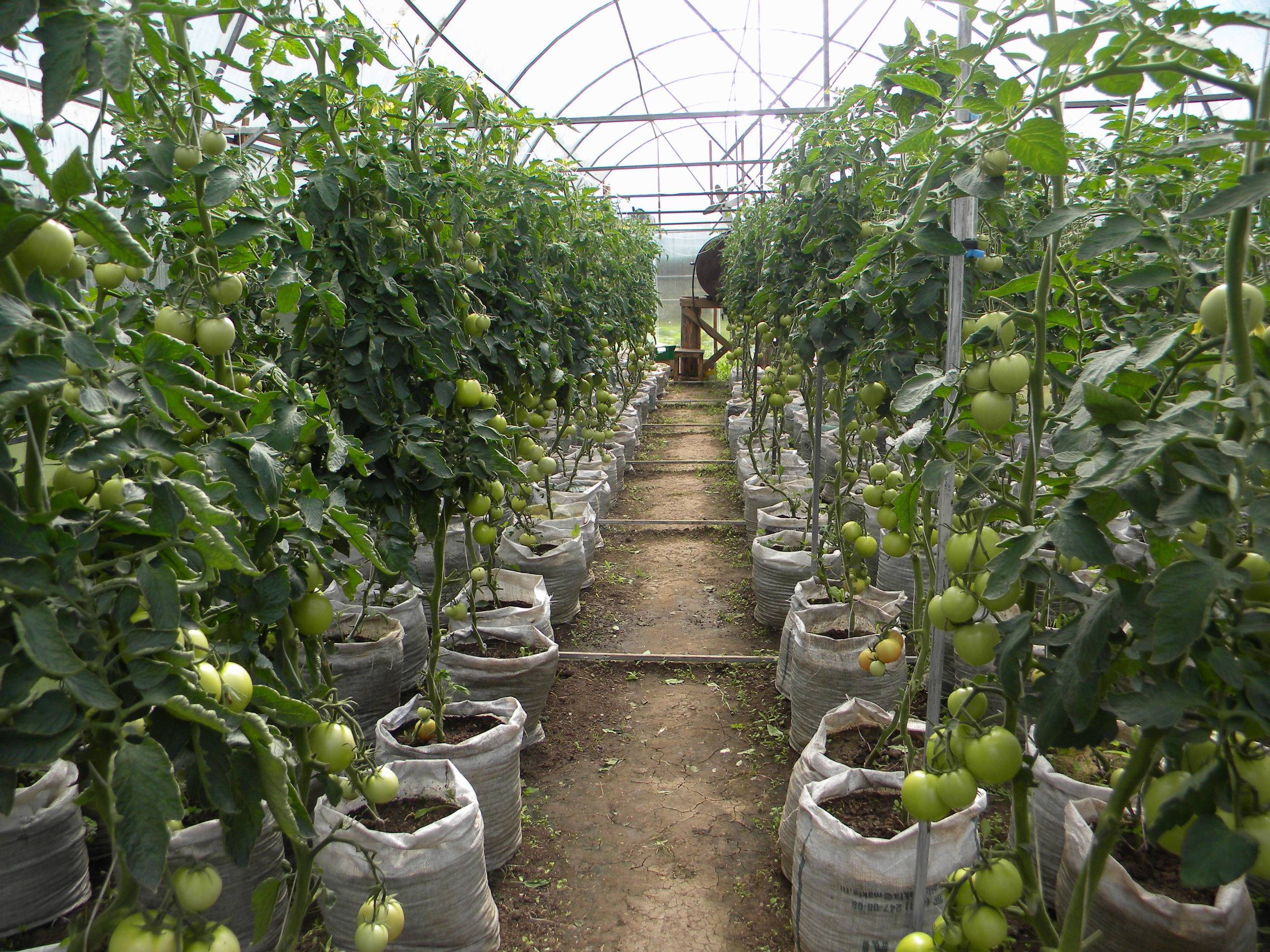 Круглогодичное выращивание клубники в теплице: мечта или реальность?