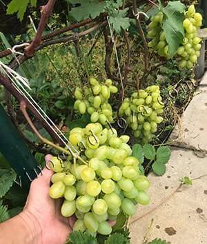 Виноград преображение: описание сорта, фото, отзывы садоводов, видео