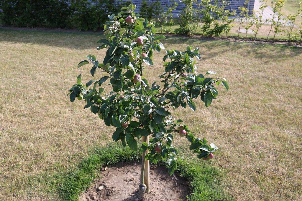 Карликовые яблони: 4 лучших сорта, правила посадки и ухода