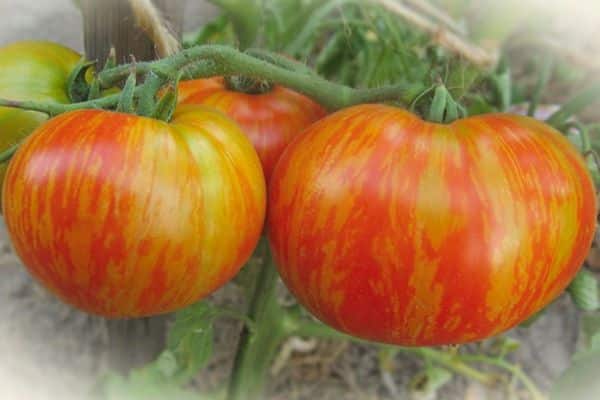 Томат дюймовочка — «вишневые» помидоры, растущие гроздьями по 15 штук