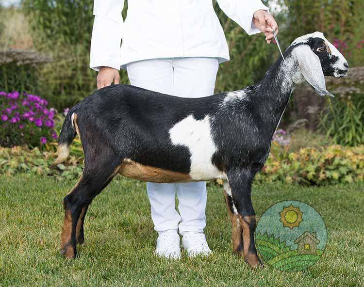 Англо-нубийские козы: описание, фото, уход и содержание, разведение, отзывы