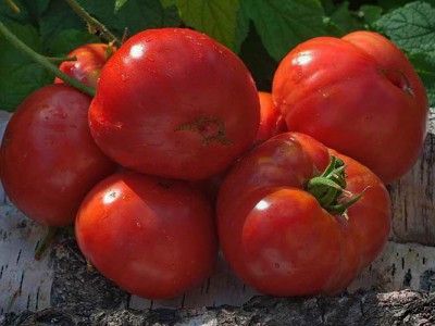 Сорт томата розмарин f1: описание, посадка, особенности выращивания и ухода
