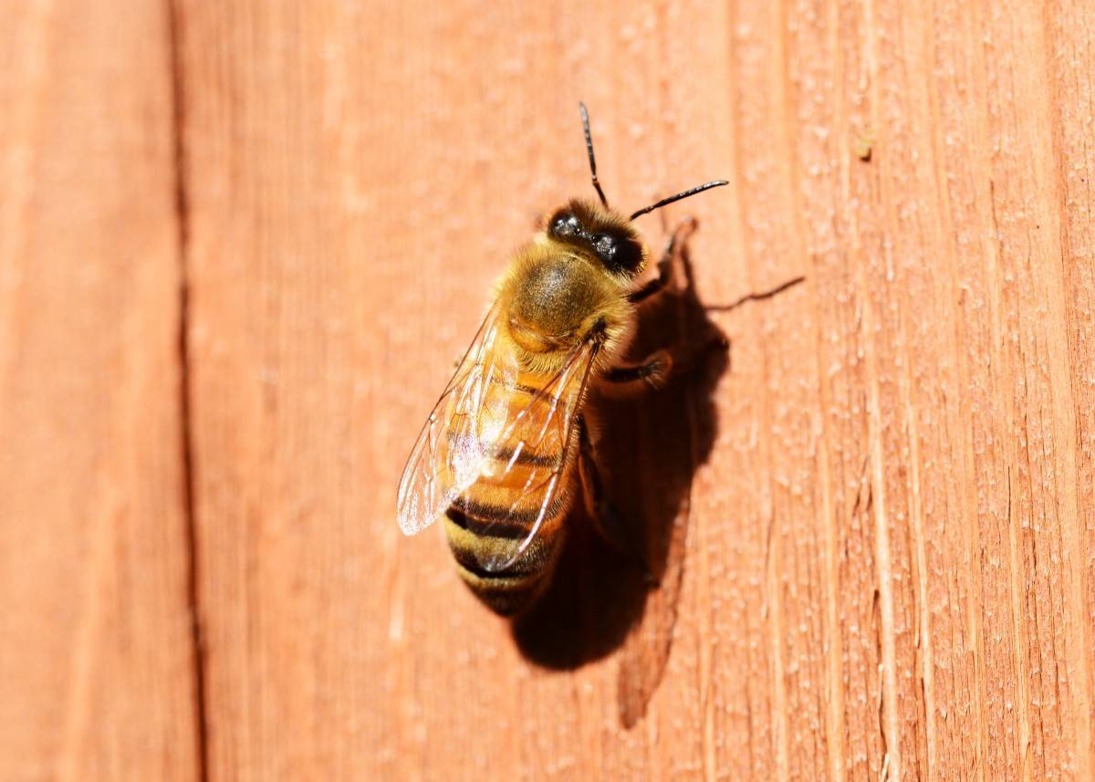Порода пчел бакфаст