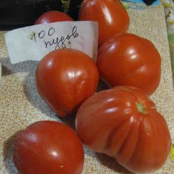 Удивительный томат сорта сто пудов