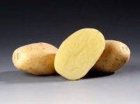 Картофель «сантэ» — проверенный сорт селекции прошлого века