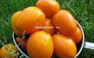 Томат "золотая капля": особенности сорта помидоров, описание и урожайность, борьба с вредителями, способ употребления